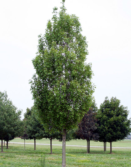 Acer x freemanii ‘Armstrong’ - Moon Nurseries