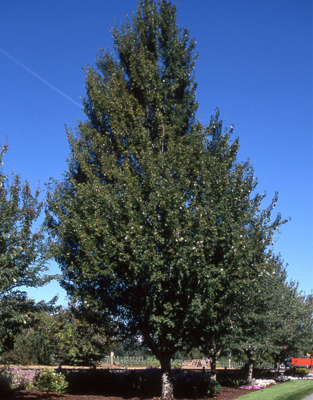 Acer x freemanii ‘Armstrong’ - Moon Nurseries