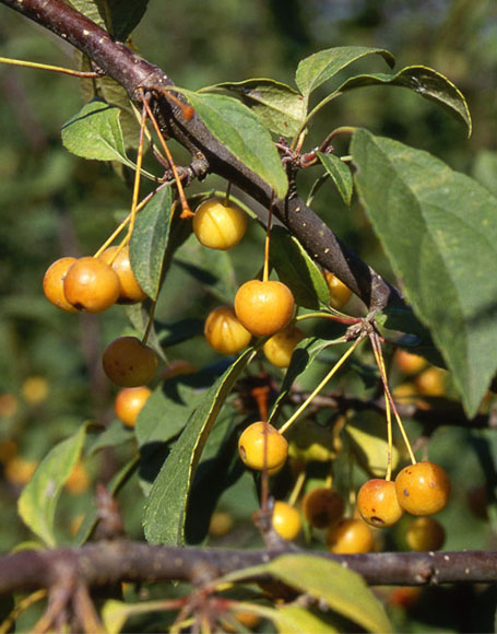 Malus 'Madonna' - Moon Nurseries