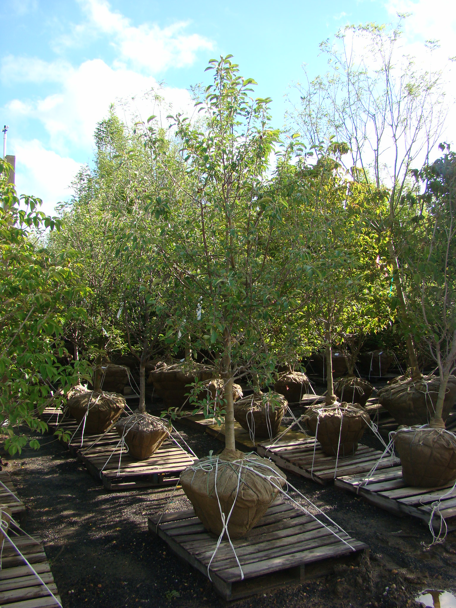 Malus sylvestris var. domestica ‘Granny Smith’ - Moon Nurseries